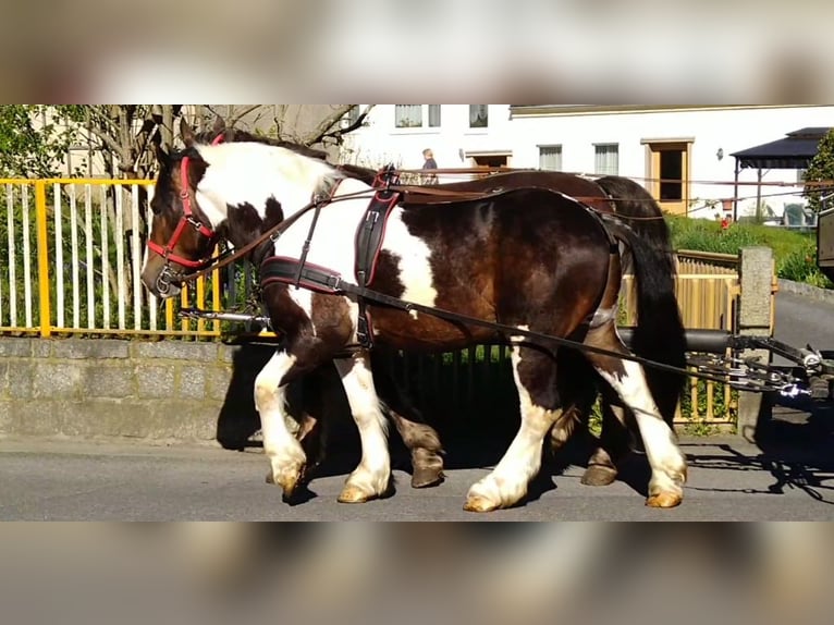 Autres chevaux de trait Hongre 6 Ans 157 cm Pinto in Kamenz