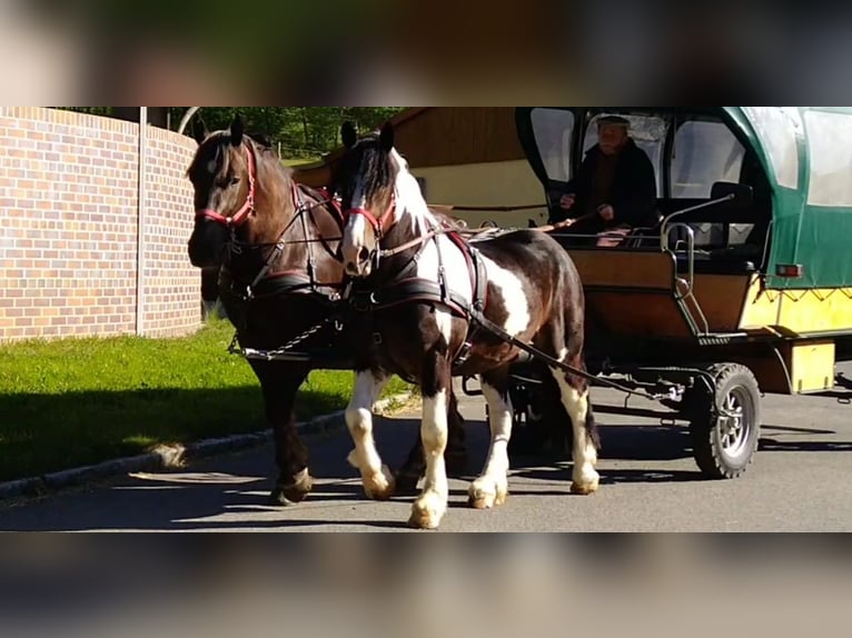 Autres chevaux de trait Hongre 6 Ans 157 cm Pinto in Kamenz