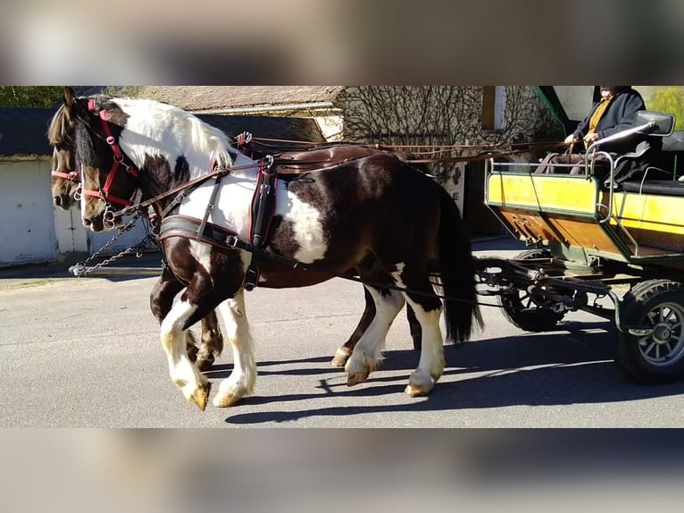 Autres chevaux de trait Hongre 6 Ans 157 cm Pinto in Kamenz