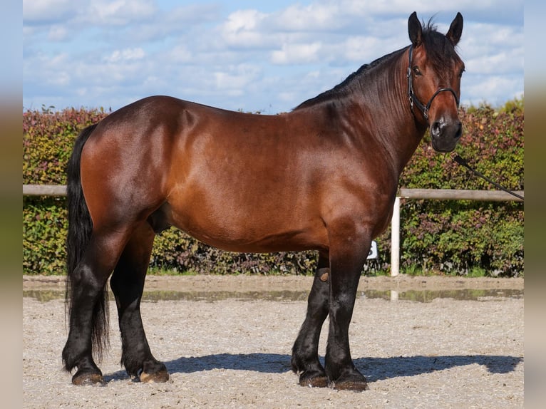 Autres chevaux de trait Hongre 6 Ans 160 cm Bai brun in Neustadt (Wied)