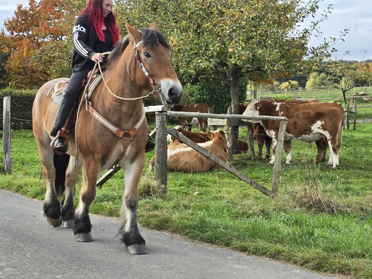 Autres chevaux de trait Hongre 6 Ans 160 cm Bai in Linkenbach