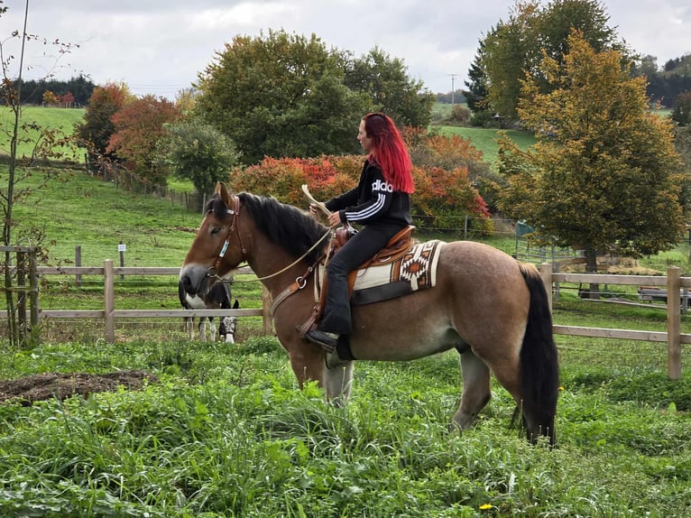 Autres chevaux de trait Hongre 6 Ans 160 cm Bai in Linkenbach
