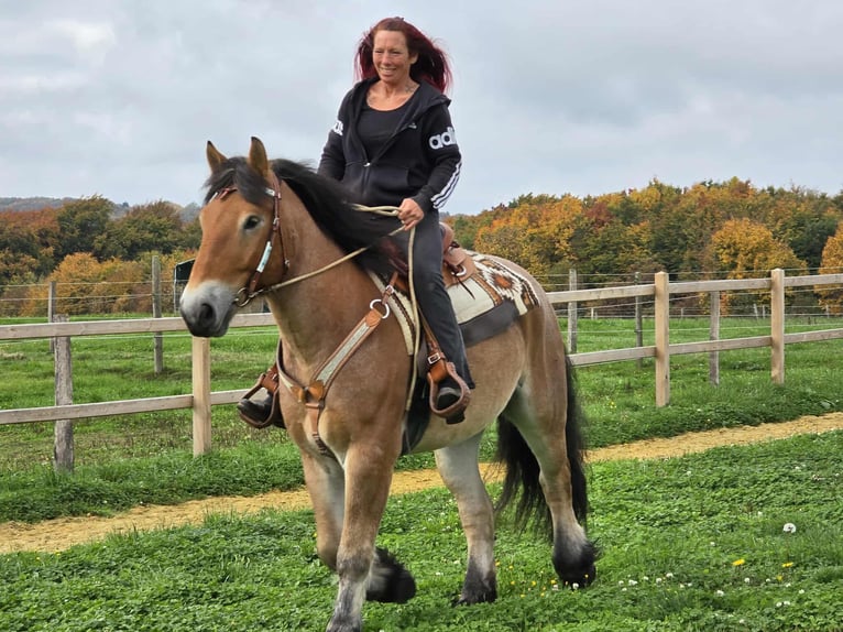Autres chevaux de trait Hongre 6 Ans 160 cm Bai in Linkenbach
