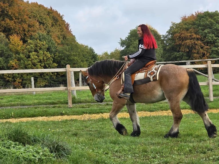 Autres chevaux de trait Hongre 6 Ans 160 cm Bai in Linkenbach