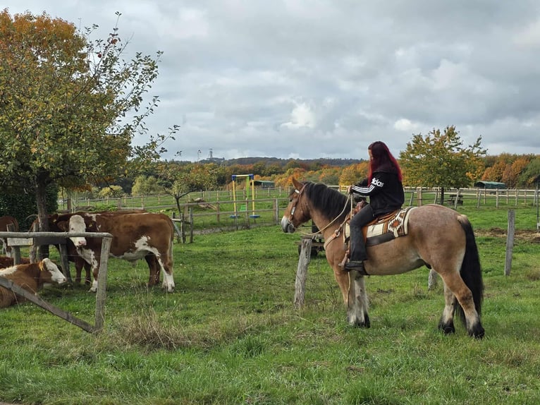 Autres chevaux de trait Hongre 6 Ans 160 cm Bai in Linkenbach