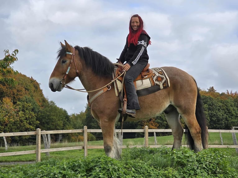 Autres chevaux de trait Hongre 6 Ans 160 cm Bai in Linkenbach