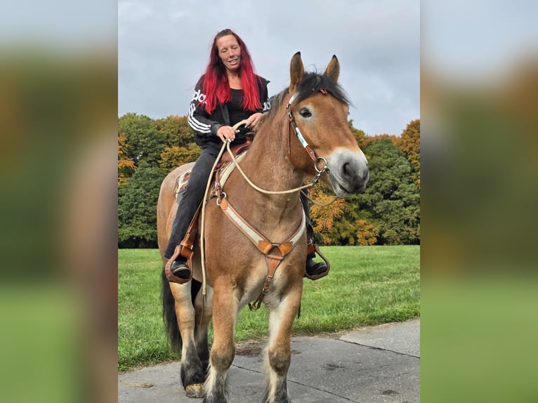 Autres chevaux de trait Hongre 6 Ans 160 cm Bai in Linkenbach