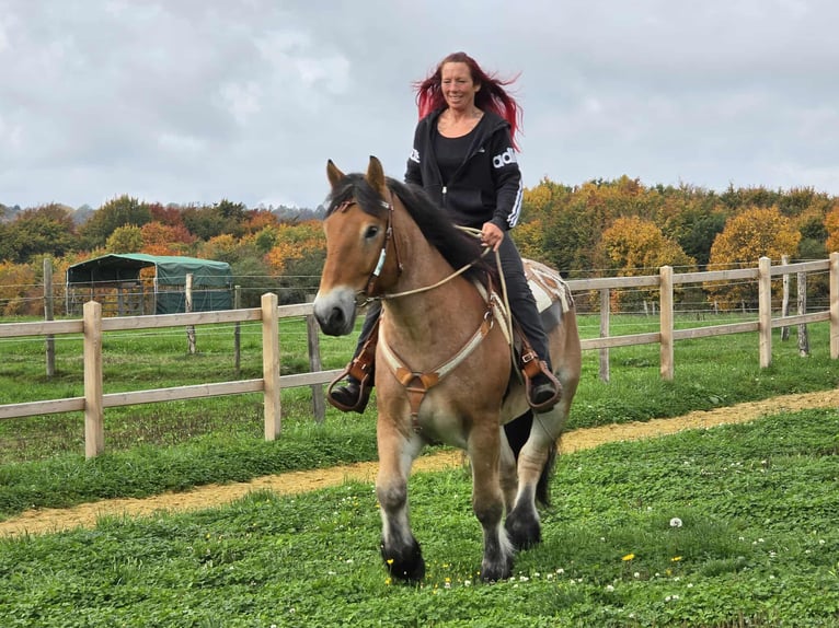 Autres chevaux de trait Hongre 6 Ans 160 cm Bai in Linkenbach