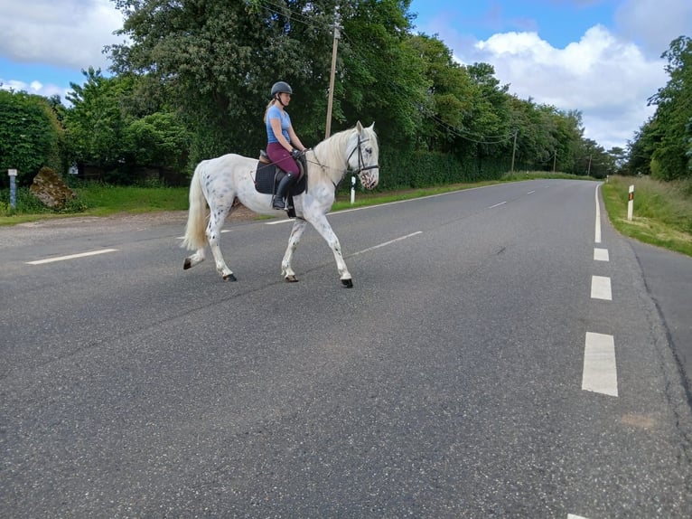 Autres chevaux de trait Hongre 6 Ans 160 cm  in Nettersheim