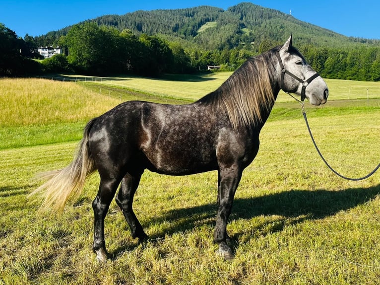 Autres chevaux de trait Croisé Hongre 6 Ans 163 cm Gris noir in Schottwien