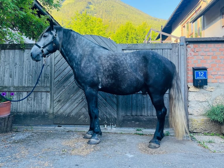 Autres chevaux de trait Croisé Hongre 6 Ans 163 cm Gris noir in Schottwien