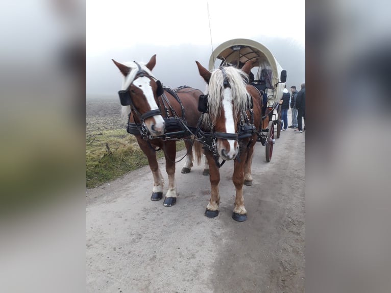 Autres chevaux de trait Hongre 6 Ans 165 cm Alezan in Zemmer