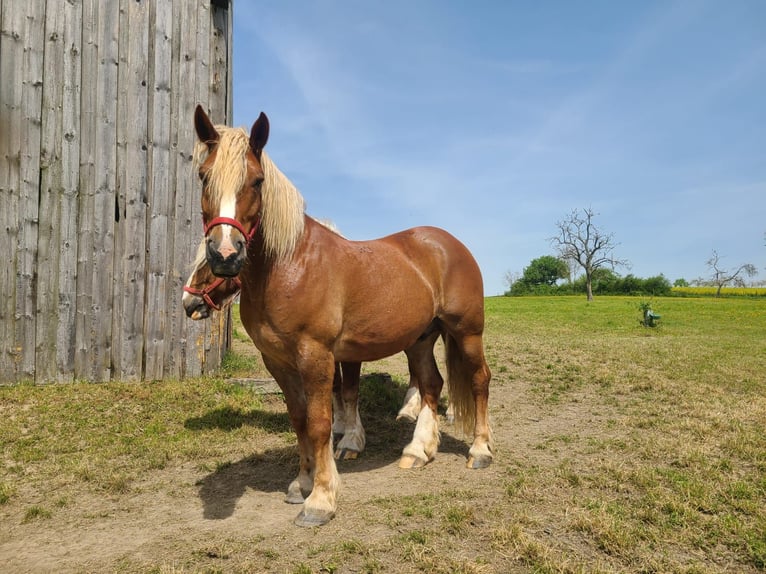 Autres chevaux de trait Hongre 6 Ans 165 cm Alezan in Zemmer