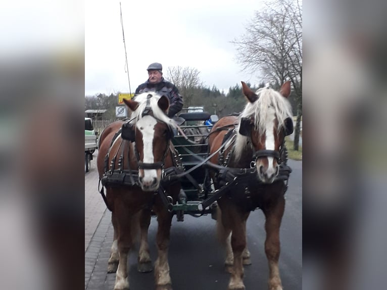 Autres chevaux de trait Hongre 6 Ans 165 cm Alezan in Zemmer