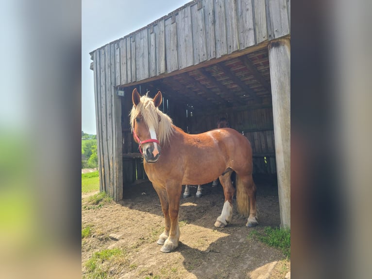 Autres chevaux de trait Hongre 6 Ans 165 cm Alezan in Zemmer