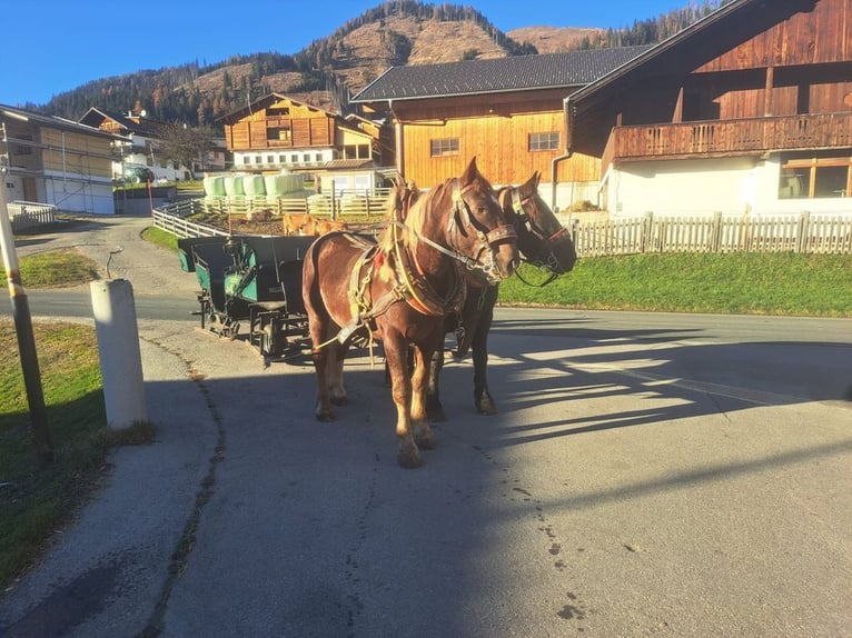 Autres chevaux de trait Hongre 6 Ans 170 cm Alezan brûlé in Obertilliach