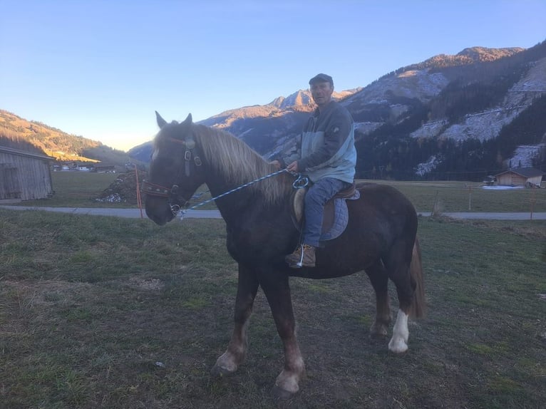 Autres chevaux de trait Hongre 6 Ans 170 cm Alezan brûlé in Obertilliach