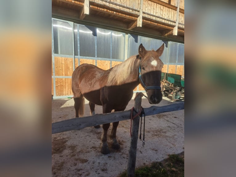 Autres chevaux de trait Hongre 6 Ans 170 cm Alezan brûlé in Obertilliach