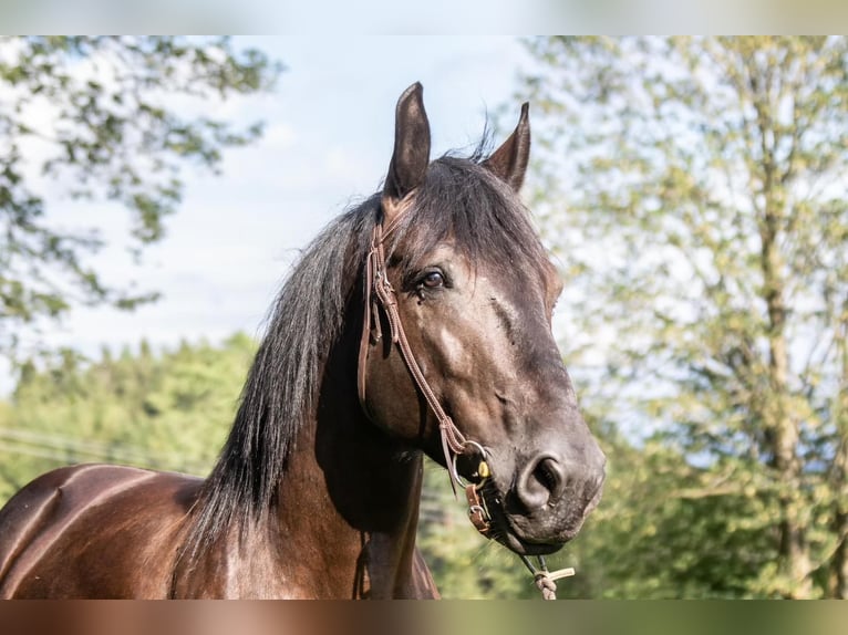 Autres chevaux de trait Hongre 6 Ans 170 cm Noir in St.oswald Bei Fr