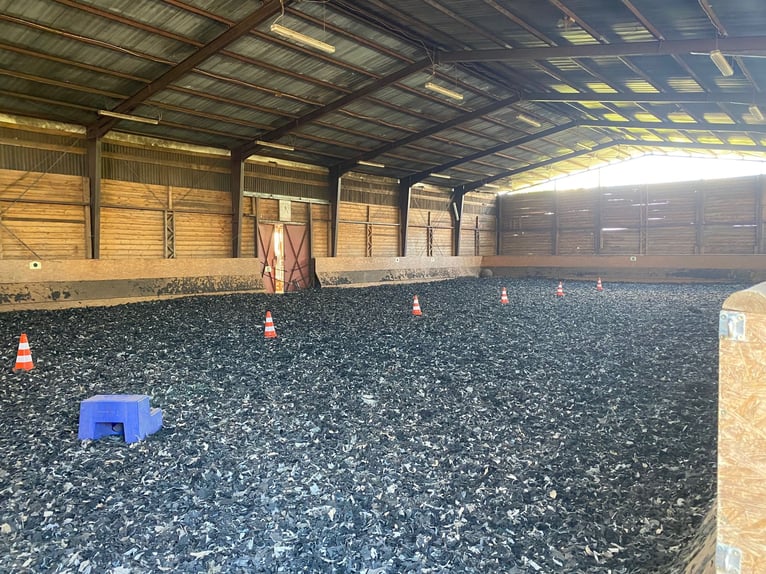 Autres chevaux de trait Croisé Hongre 7 Ans 158 cm in Kremmen