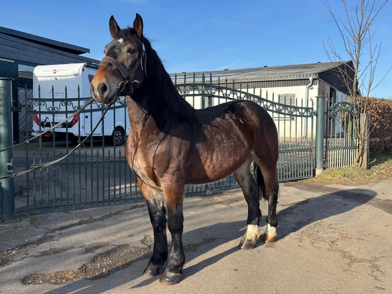 Autres chevaux de trait Croisé Hongre 7 Ans 160 cm Bai clair in Nettersheim