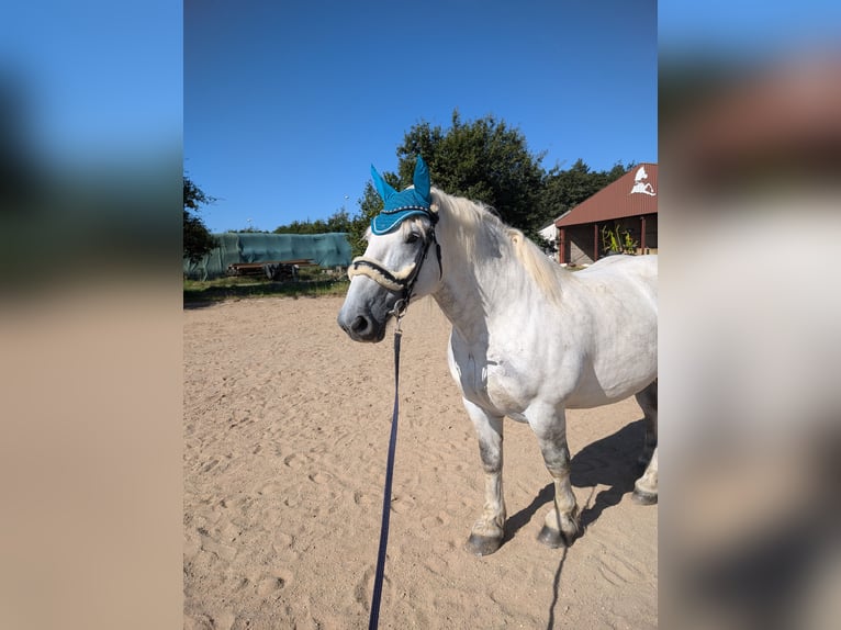 Autres chevaux de trait Hongre 7 Ans 163 cm Gris pommelé in Sinzig