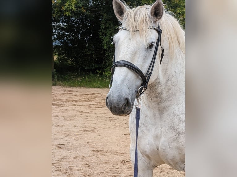 Autres chevaux de trait Hongre 7 Ans 163 cm Gris pommelé in Sinzig