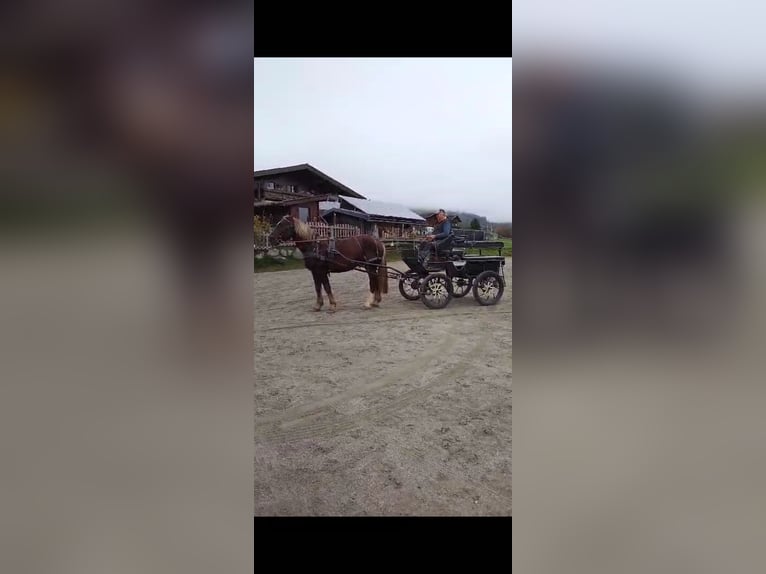 Autres chevaux de trait Hongre 7 Ans 170 cm Alezan brûlé in Obertilliach