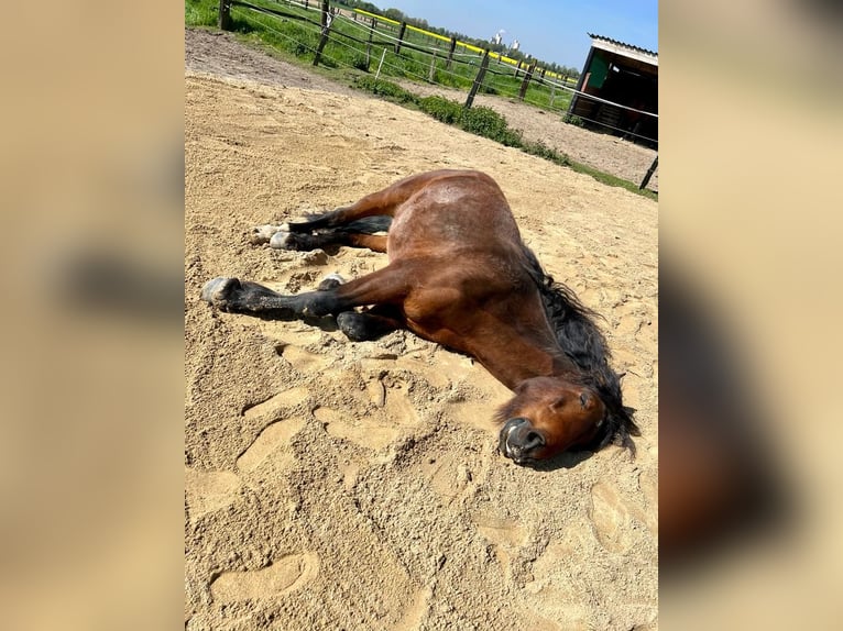 Autres chevaux de trait Croisé Hongre 7 Ans 172 cm Bai in Mönchengladbach