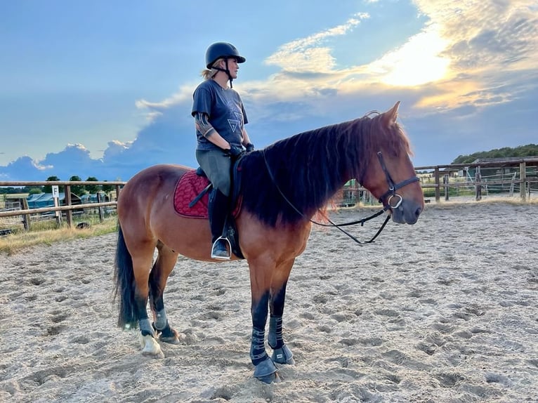 Autres chevaux de trait Croisé Hongre 7 Ans 172 cm Bai in Mönchengladbach