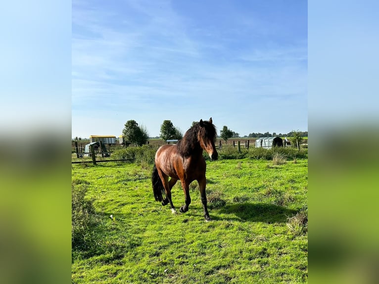 Autres chevaux de trait Croisé Hongre 7 Ans 172 cm Bai in Mönchengladbach