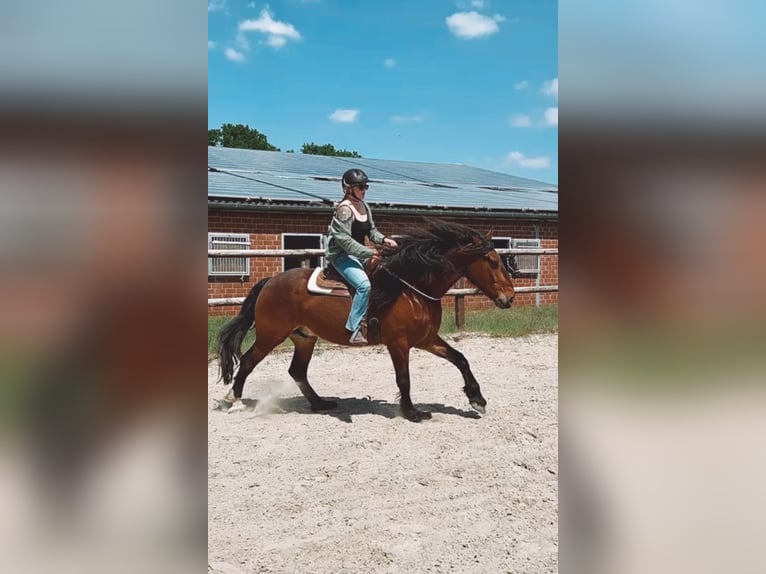 Autres chevaux de trait Croisé Hongre 7 Ans 172 cm Bai in Mönchengladbach