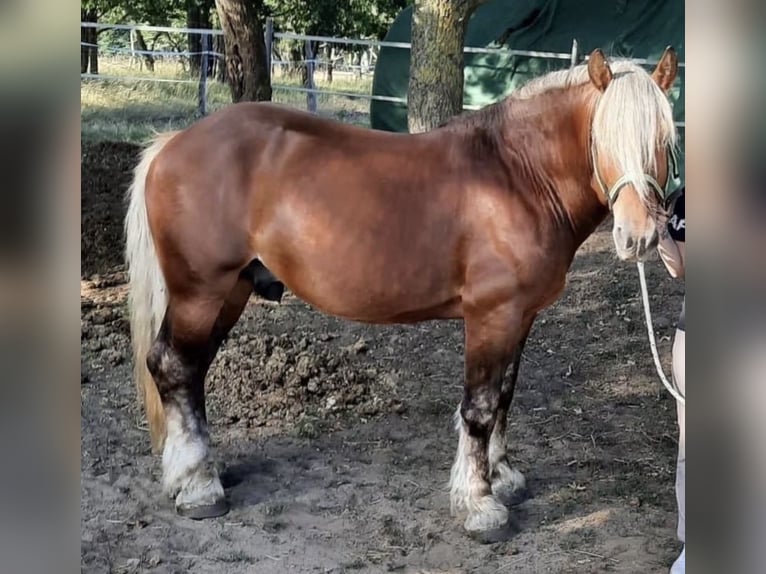 Autres chevaux de trait Hongre 8 Ans 158 cm Alezan brûlé in Rastow