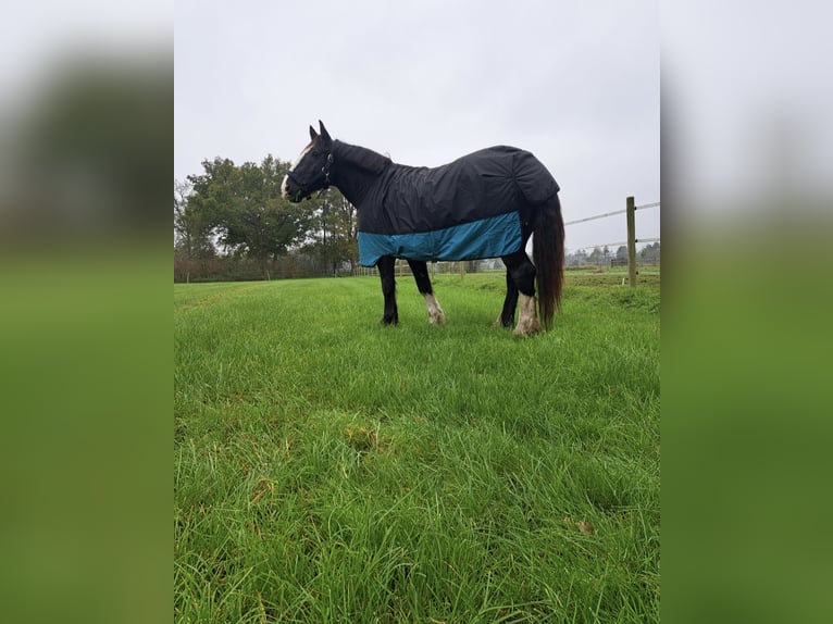 Autres chevaux de trait Croisé Hongre 8 Ans 160 cm Noir in Ahaus