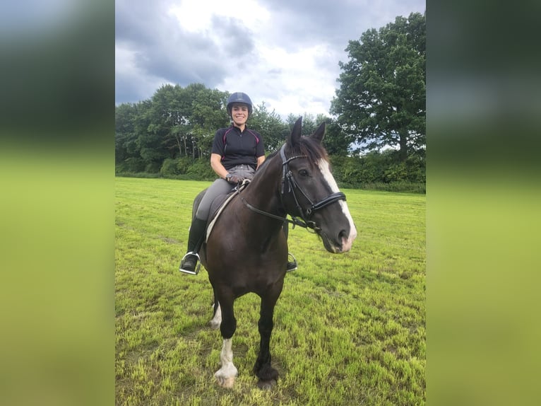 Autres chevaux de trait Croisé Hongre 8 Ans 160 cm Noir in Ahaus