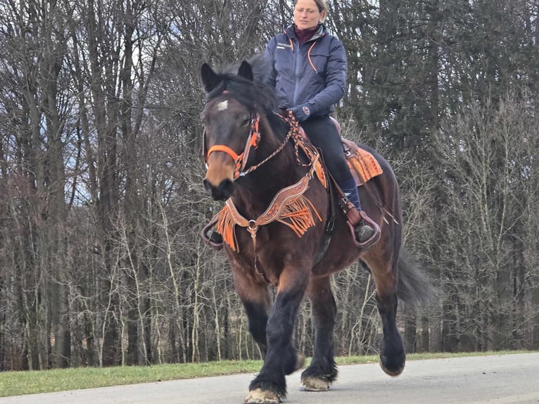 Autres chevaux de trait Hongre 8 Ans 163 cm Bai in Linkenbach