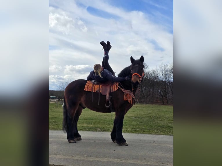 Autres chevaux de trait Hongre 8 Ans 163 cm Bai in Linkenbach