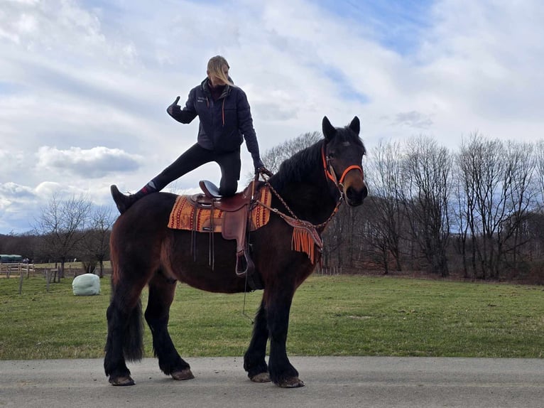 Autres chevaux de trait Hongre 8 Ans 163 cm Bai in Linkenbach