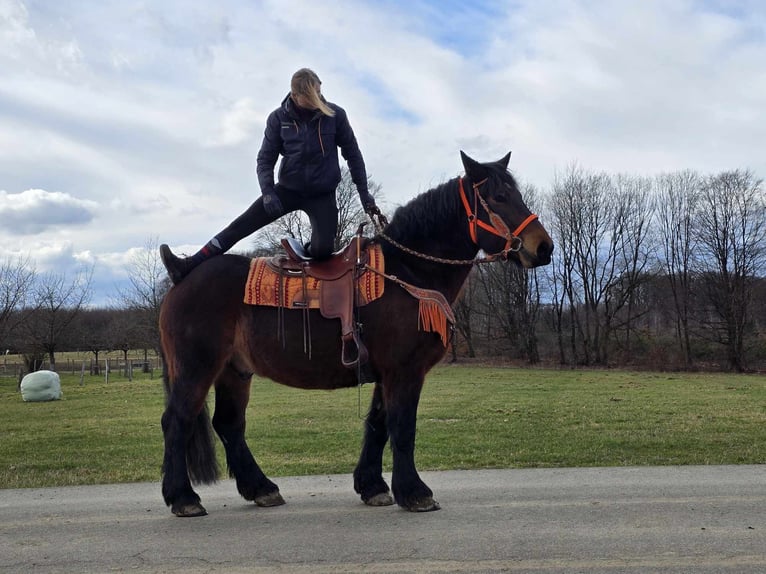 Autres chevaux de trait Hongre 8 Ans 163 cm Bai in Linkenbach