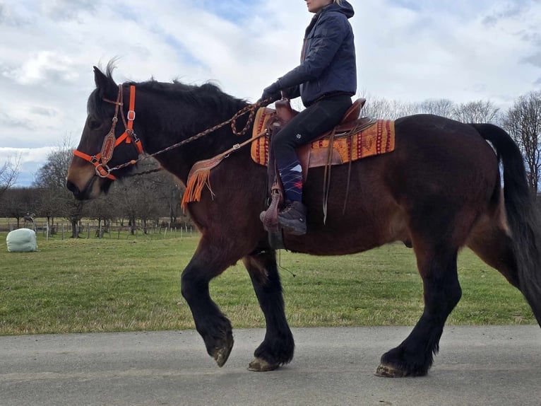 Autres chevaux de trait Hongre 8 Ans 163 cm Bai in Linkenbach