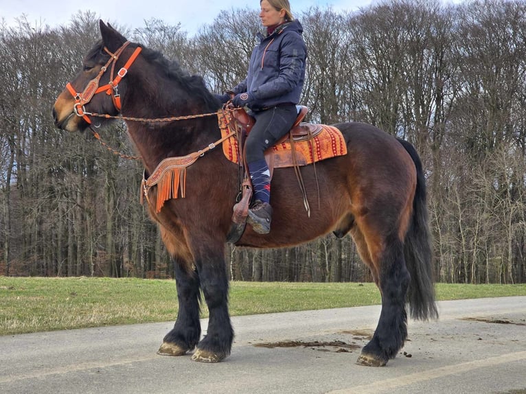 Autres chevaux de trait Hongre 8 Ans 163 cm Bai in Linkenbach