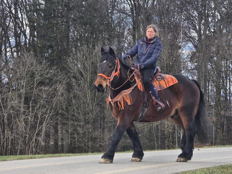 Autres chevaux de trait Hongre 8 Ans 163 cm Bai in Linkenbach