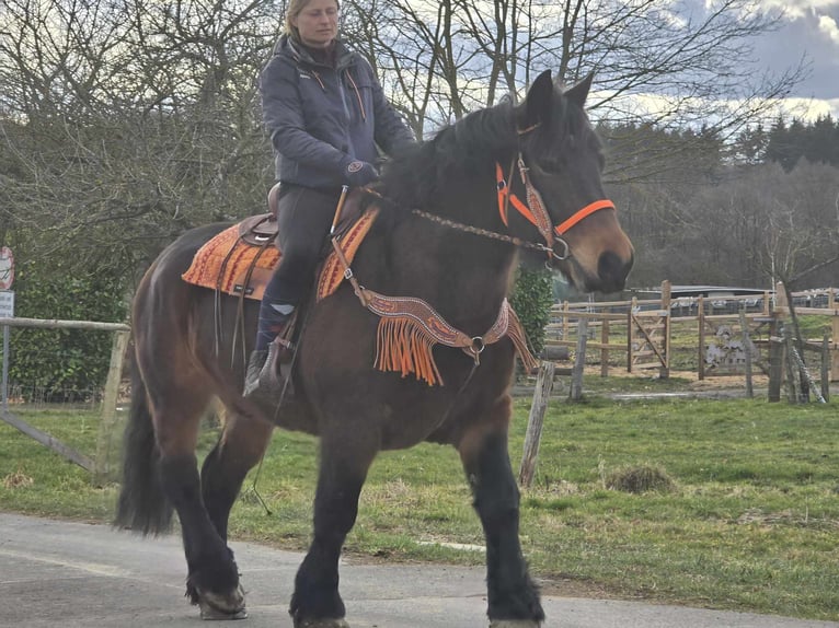 Autres chevaux de trait Hongre 8 Ans 163 cm Bai in Linkenbach