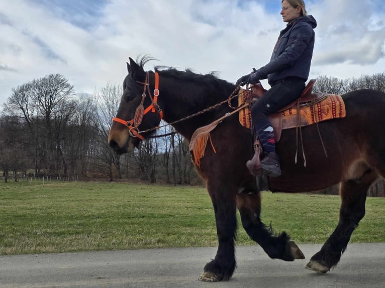 Autres chevaux de trait Hongre 8 Ans 163 cm Bai in Linkenbach