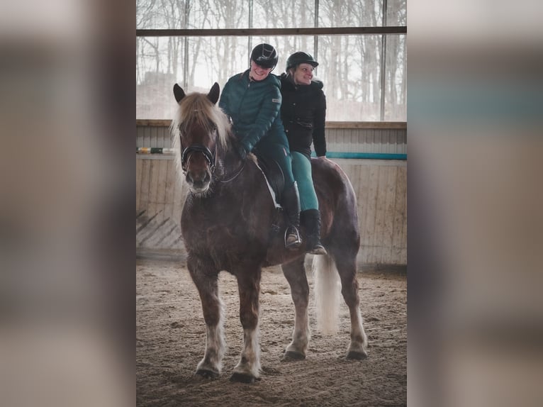 Autres chevaux de trait Hongre 8 Ans 170 cm Alezan in Nettersheim