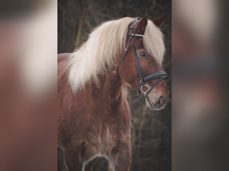 Autres chevaux de trait Hongre 8 Ans 170 cm Alezan in Nettersheim