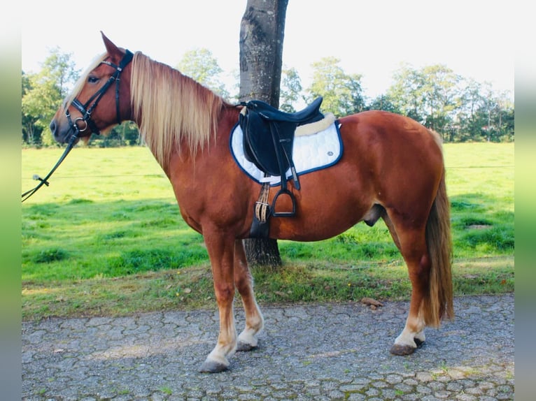 Autres chevaux de trait Hongre 9 Ans 152 cm Alezan in Kirchbichl