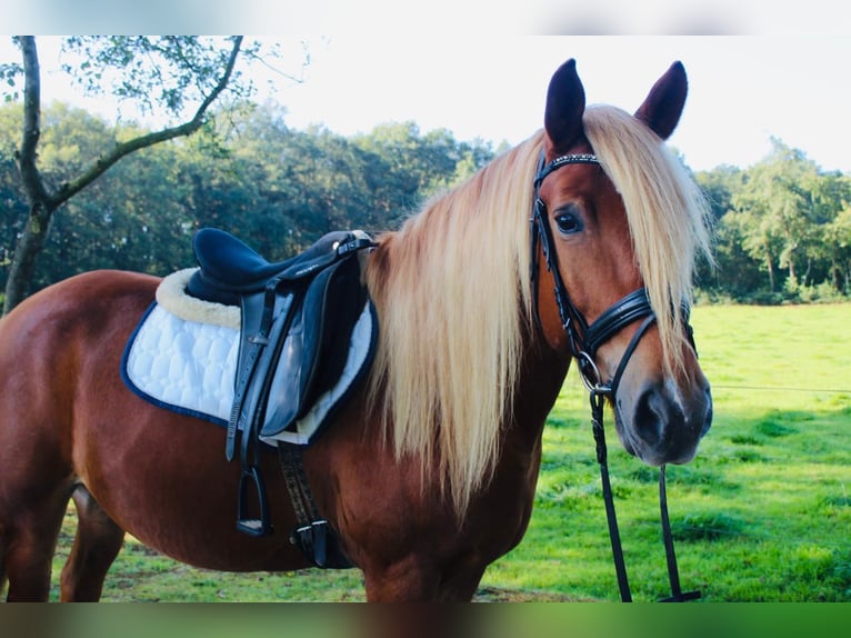 Autres chevaux de trait Hongre 9 Ans 152 cm Alezan in Kirchbichl