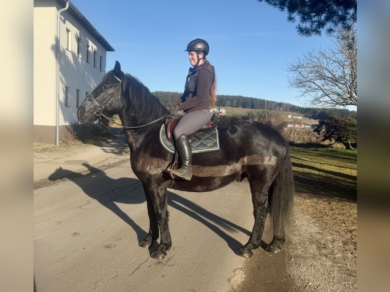 Autres chevaux de trait Hongre 9 Ans 160 cm Noir in Pelmberg