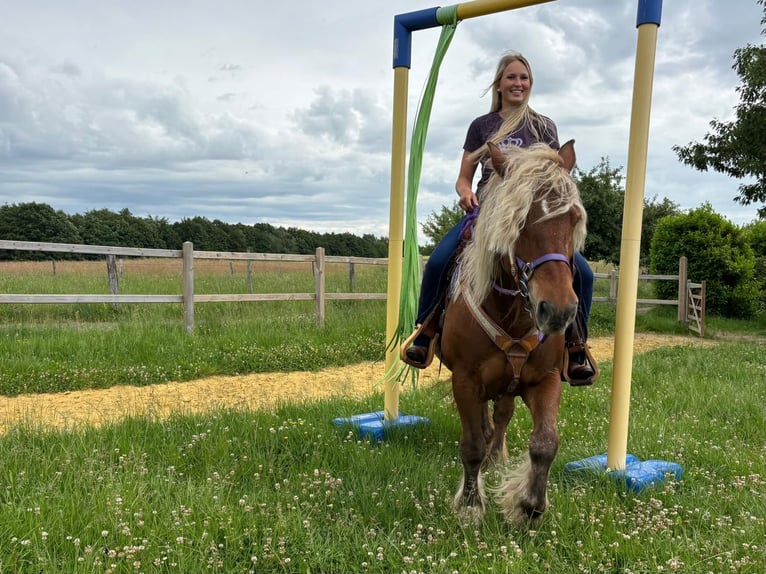 Autres chevaux de trait Jument 10 Ans 154 cm Alezan brûlé in Linkenbach